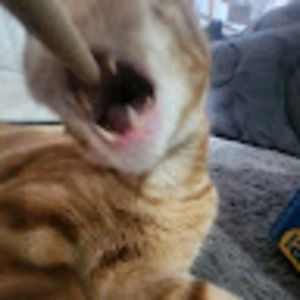 Meet your Posher, Zoe